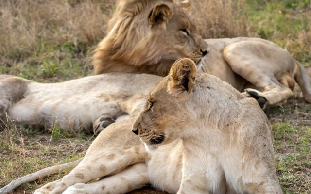 Ngala Lodge