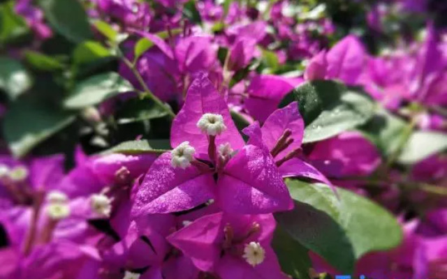 Nanmei Hot Spring Mountain Villa