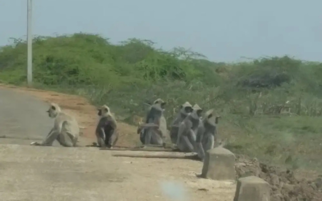 Hotel Bundala Park - Hostel