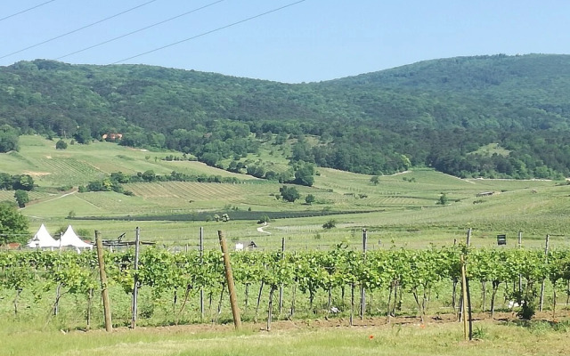 Schlaffass- Schlafen im Weinfass - Campsite