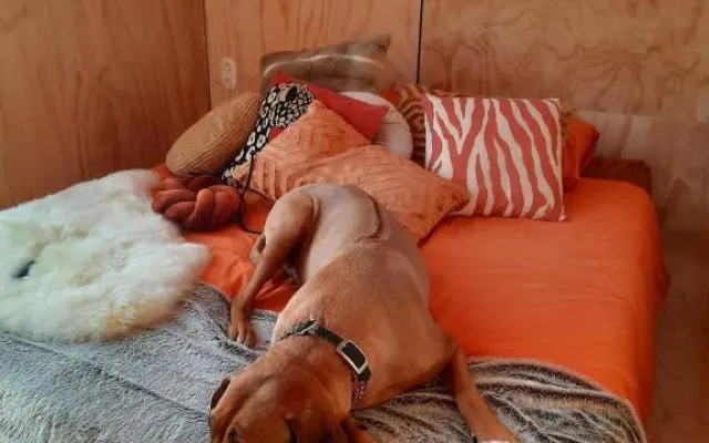 Wikkel 31- Pet Friendly