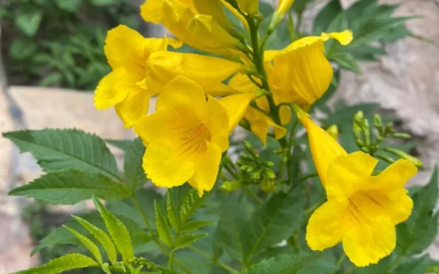 استراحة حارة العقر