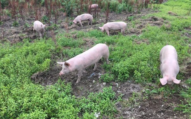 Bio-Familienbauernhof Grubsteighof