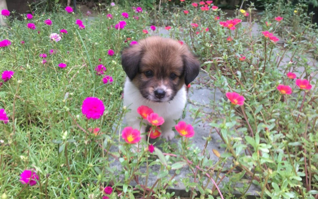 Cherry Garden Homestay