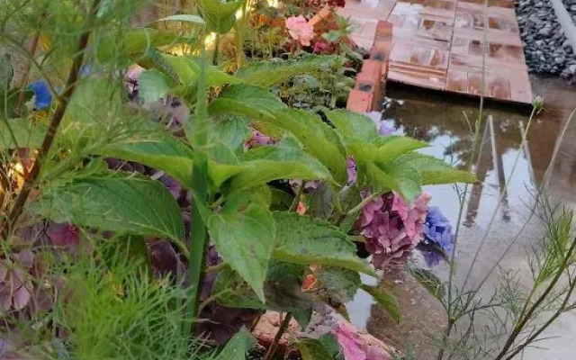 Scarecrow Garden Inn