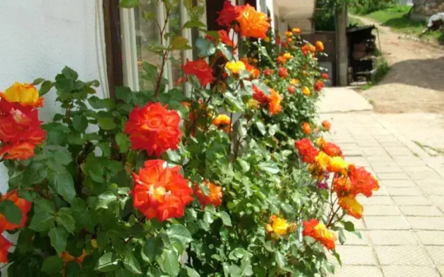 Guest House Dangulevi