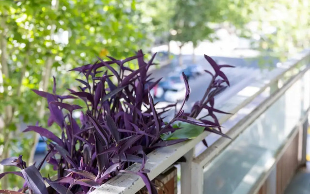 Beethoven Luxury Apartment