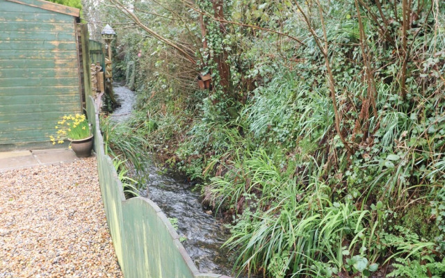 Speedwell