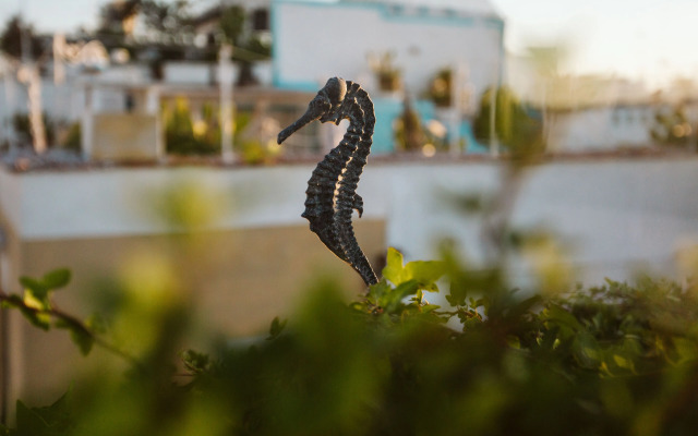 The Harbor Luxury Living