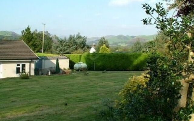 Tynycae