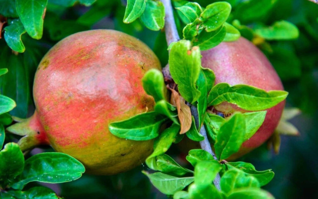 Jasmine House in Crete