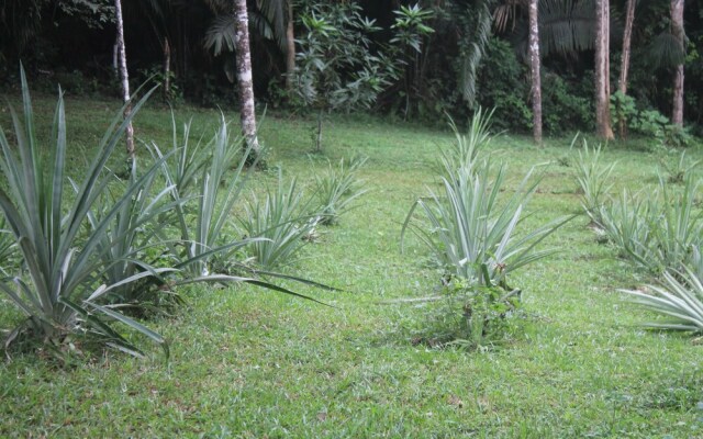 Inn The Bush Jungle Lodge