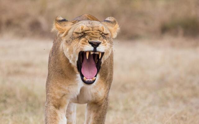 Losokwan Luxury Tented Camp - Maasai Mara