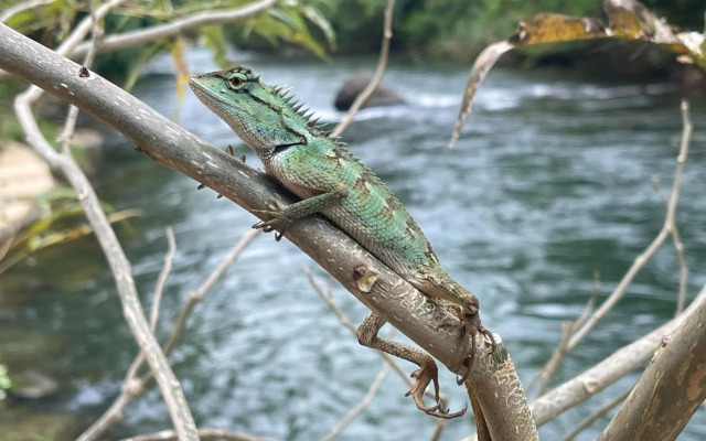Khaosok Rainforest Resort