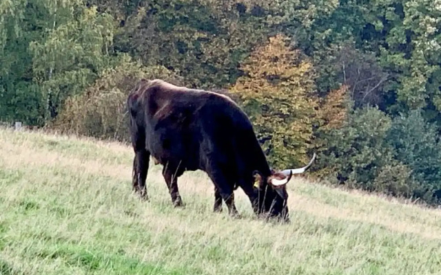 Besotel Ferienwohnungen Und Apartments Erkrath