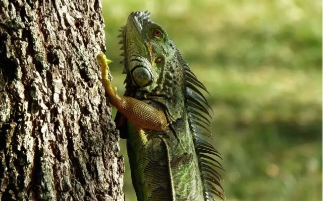 Saboga Lodge and Villa Noelia