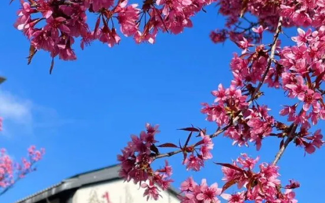 Dali cute elephant Parent-child Hotel