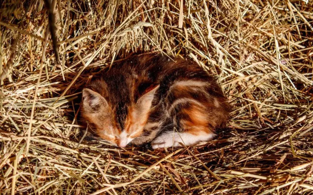 Rï¿½gen-Ferienhof