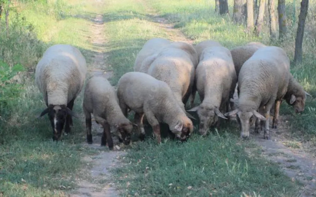 Bartha portak