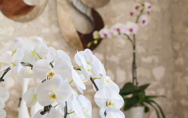 Gîte Les Orchidées du Vaudelnay