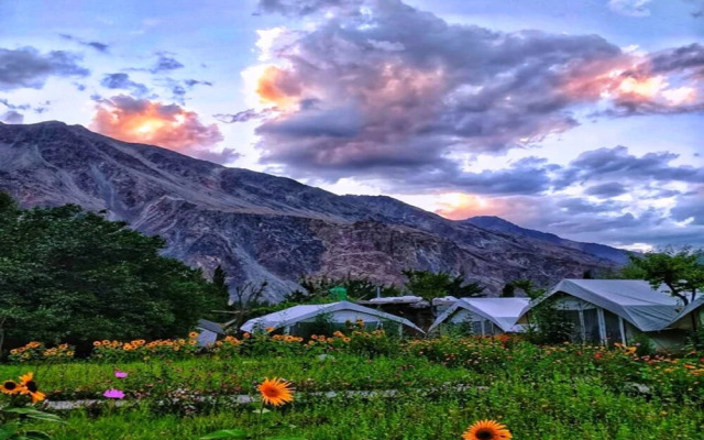 TIH Buckwheat Root Camp - Turtuk