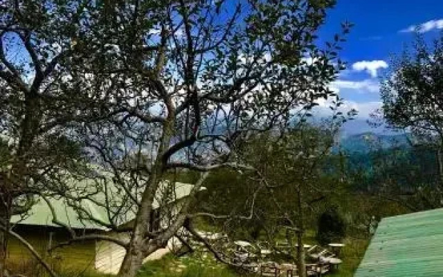 Apple Farms Kufri