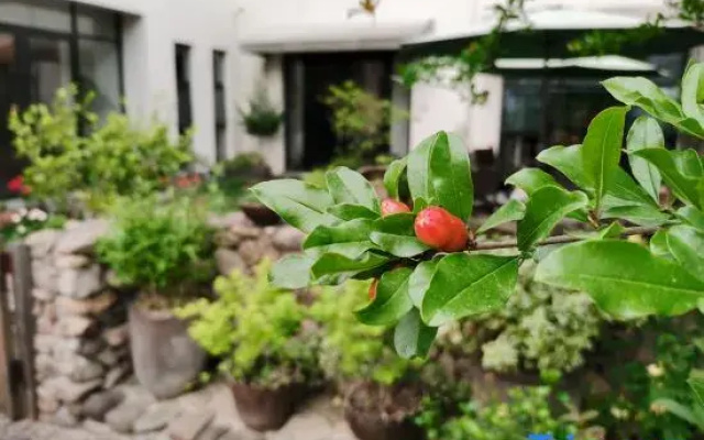 Tianhuangping Qingzhilianshe Homestay
