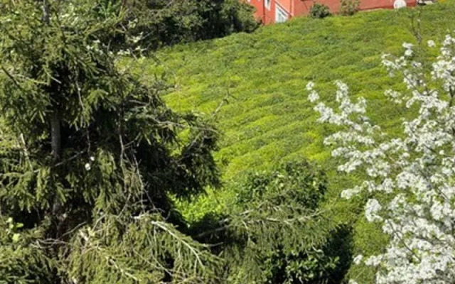 Bungaport Jakuzili Teraslı Lux Bungalov