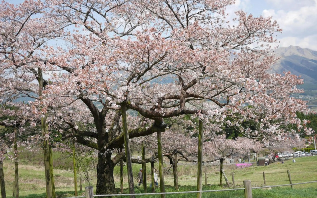 Shiki No Mori