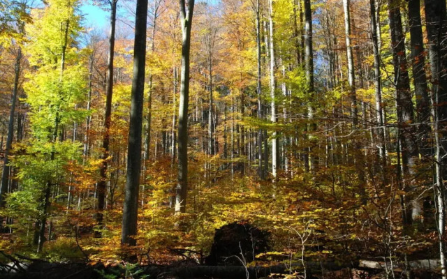 Attractive Apartment in Haidmuhle