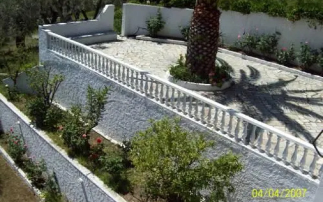Olive Grove