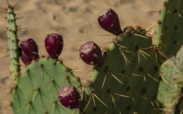 Menada Dune Residence Apartments
