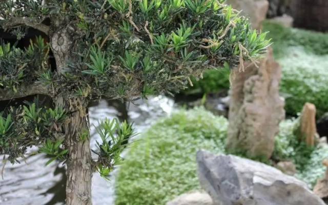 Bonsai Family Residence