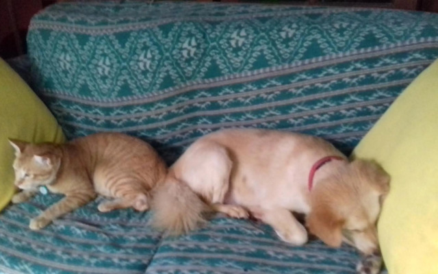 Shalana Homestay- formerly Teka Teki House