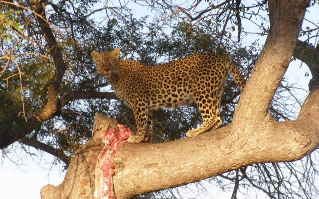 Thornybush Simbambili Lodge