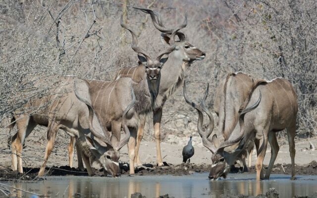 Safarihoek Lodge