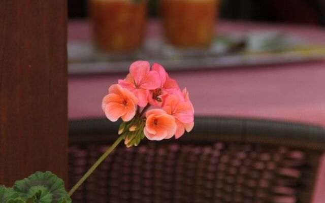 Posada Colonia San Miguel