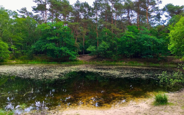 Wilde Moeflon, geniet van de vrije natuur!