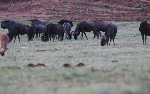 Intle Game Lodge