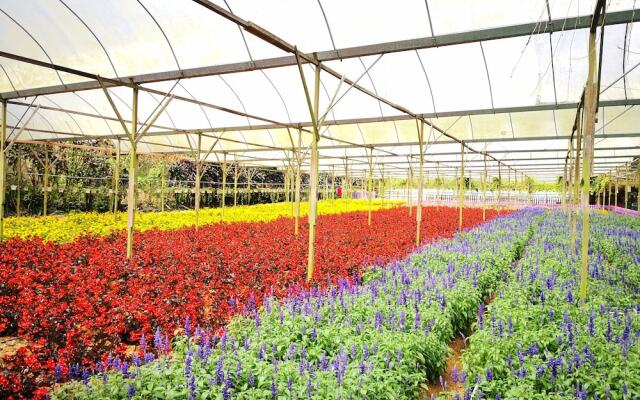 Mu Mawar Strawberry Gohtong Family Suite