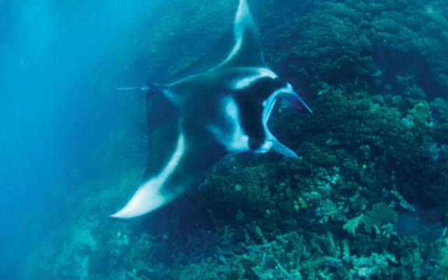 Mantaray Island Resort