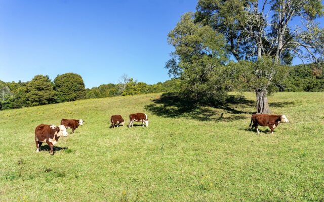 Lilyview Cottage - Robertson