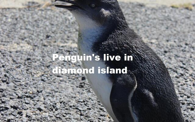 Diamond Island Resort & Penguin viewing