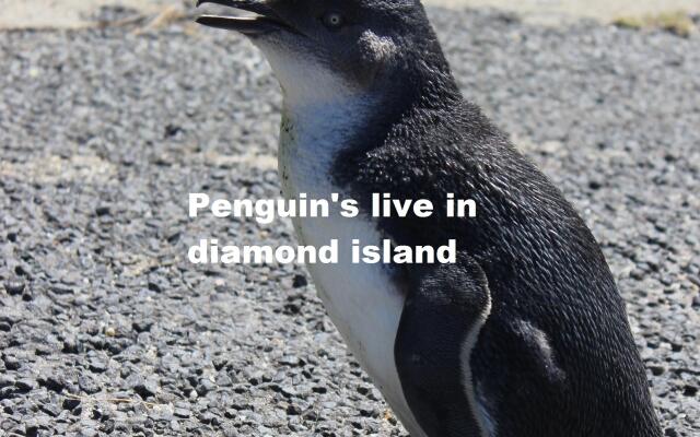 Diamond Island Resort & Bicheno Penguin Show