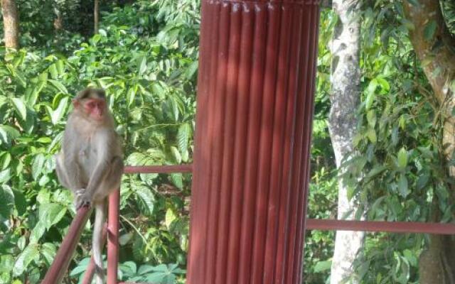 Jungleparadiso Homestay