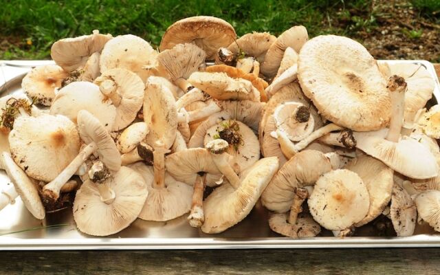 Réserve Naturelle de Boussière