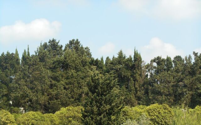 Il Ciliegio