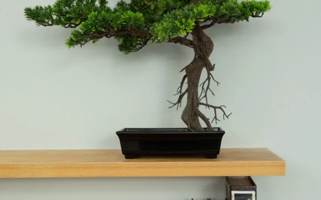 Zen Studio Superior by Holiplanet