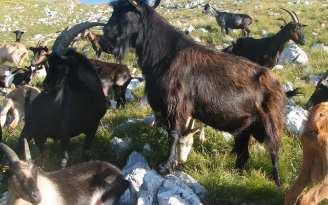 Tourist Farm Žvanč