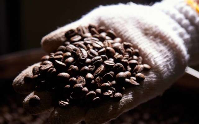 Matayoshi Coffee Farm